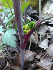 Thaspium barbinode
