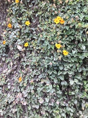 Thunbergia gregorii