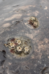 Cryptolepas rhachianecti