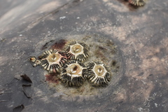 Cryptolepas rhachianecti