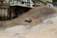 Cryptolepas rhachianecti