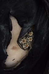 Cryptolepas rhachianecti