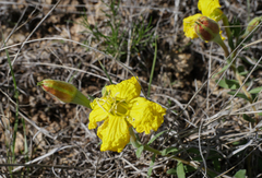 Oenothera flava