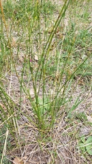 Juncus balticus ater