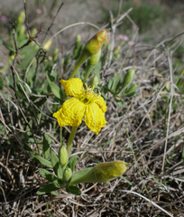 Oenothera flava
