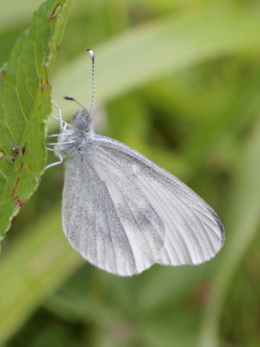 Wood White