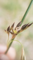 Juncus balticus ater