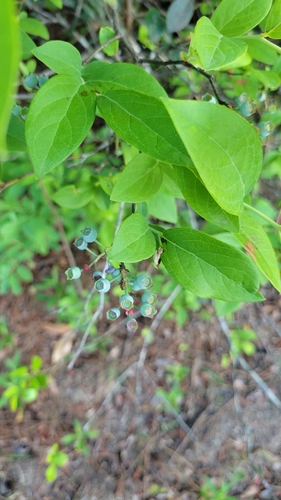 Image of Vaccinium formosum by (c) Ryan Watson, some rights reserved (CC BY)