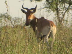 Alcelaphus buselaphus cokii