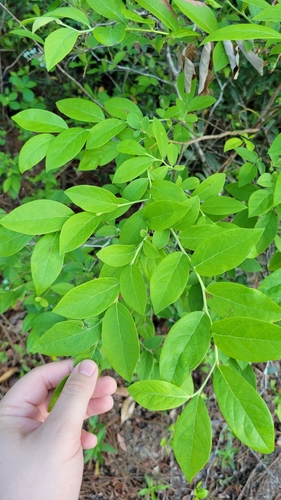 Image of Vaccinium formosum by (c) Ryan Watson, some rights reserved (CC BY)