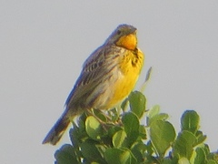 Macronyx aurantiigula