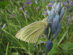 Pieris rapae
