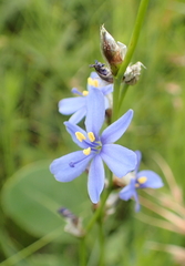 Aristea abyssinica