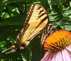 Papilio canadensis × glaucus