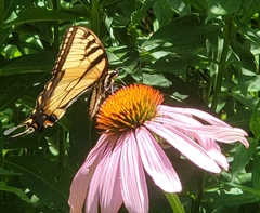 Papilio canadensis × glaucus