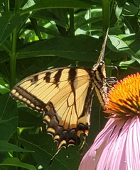 Papilio canadensis × glaucus
