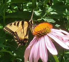 Papilio canadensis × glaucus