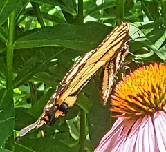 Papilio canadensis × glaucus