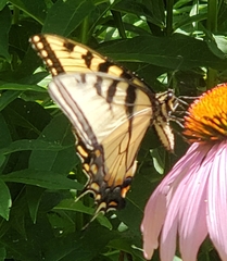 Papilio canadensis × glaucus