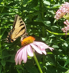 Papilio canadensis × glaucus