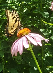 Papilio canadensis × glaucus