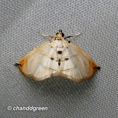 Trichophysetis hampsoni