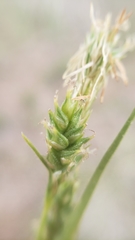 Carex hirtissima
