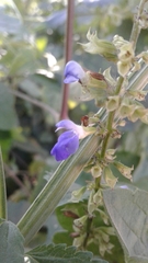Salvia longispicata