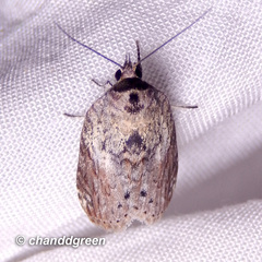 Nycteola sinuosa