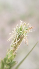 Carex hirtissima