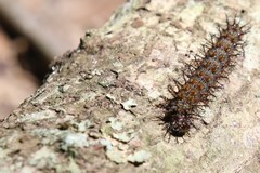 Hemileuca maia