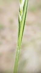 Carex hirtissima