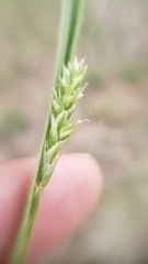 Carex hirtissima