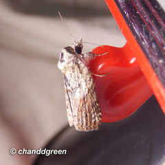 Nycteola sinuosa