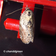 Nycteola sinuosa