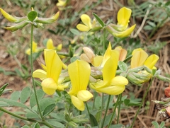 Acmispon grandiflorus
