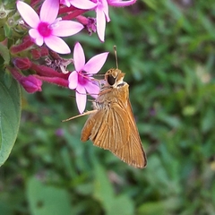 Anatrytone perfida