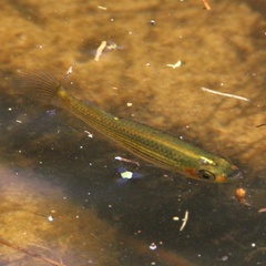 Fundulus lineolatus