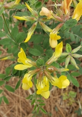 Acmispon grandiflorus