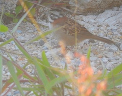 Zonotrichia capensis