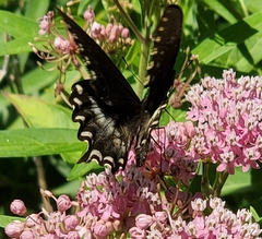 Papilio troilus