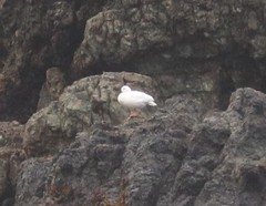 Chloephaga hybrida hybrida