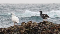 Chloephaga hybrida hybrida