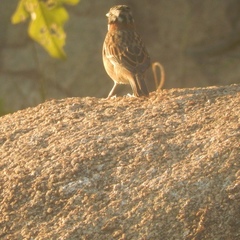 Zonotrichia capensis