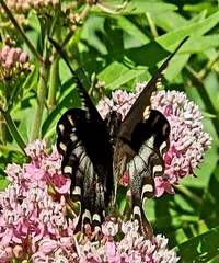 Papilio troilus