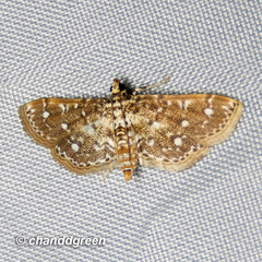 Metoeca nymphulalis