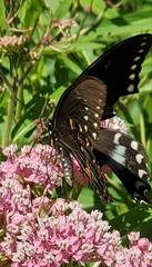 Papilio troilus