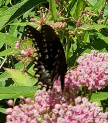 Papilio troilus