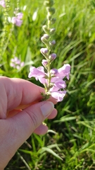 Physostegia intermedia