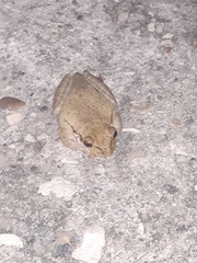 Osteopilus dominicensis